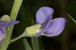 Blue wild indigo